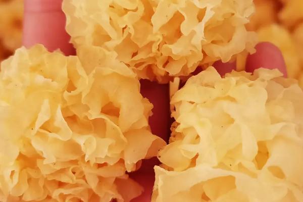 银耳能保存多久，干燥处理后可保存三年以上