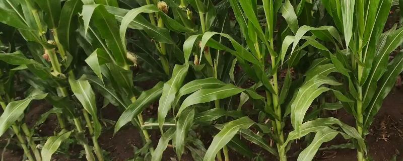 安华K69玉米品种的特性