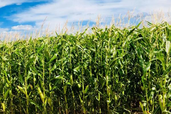 安华K69玉米品种的特性，中抗茎腐病