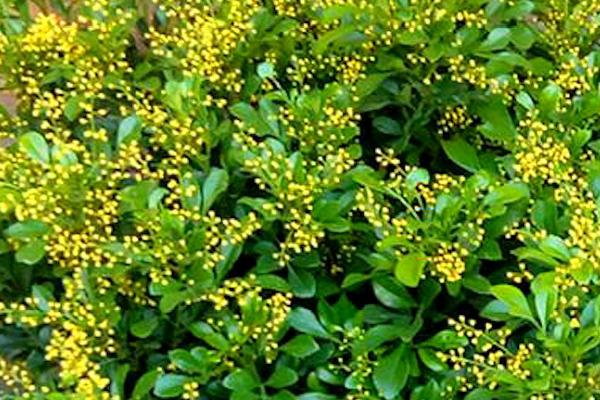 米兰花怕冻吗,属热带观赏植物非常怕冷