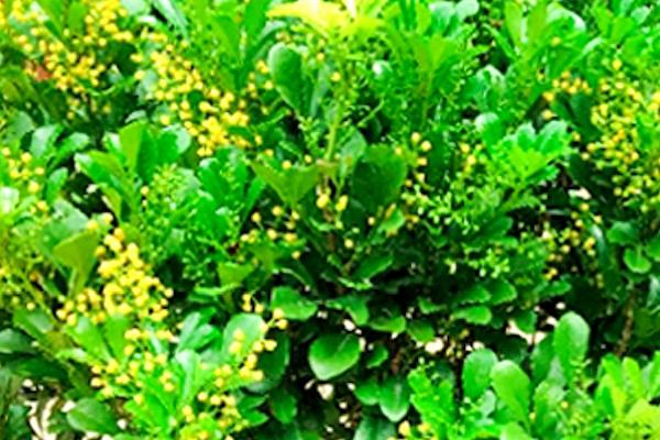 米兰花怕冻吗,属热带观赏植物非常怕冷