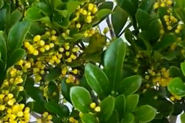 米兰花怕冻吗,属热带观赏植物非常怕冷