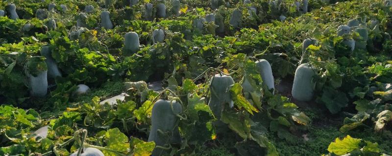 冬瓜种植多久成熟