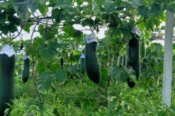 冬瓜种植多久成熟,一般需要100-140天左右的时间