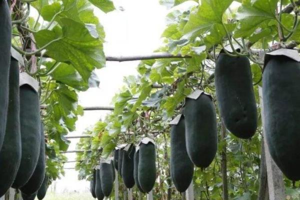 冬瓜种植多久成熟,一般需要100-140天左右的时间