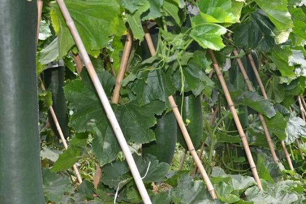 冬瓜种植多久成熟,一般需要100-140天左右的时间