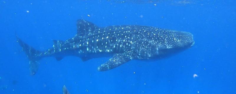 鲸鲨属于鲨鱼还是鲸鱼