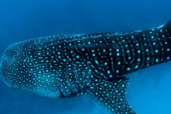 鲸鲨属于鲨鱼还是鲸鱼,本质上是一种鲨鱼