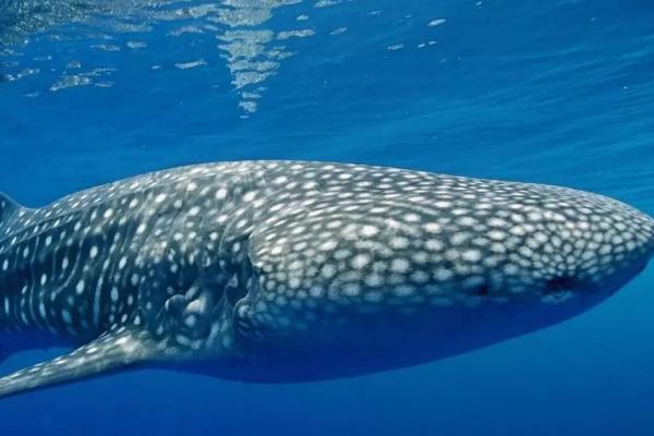 鲸鲨属于鲨鱼还是鲸鱼,本质上是一种鲨鱼