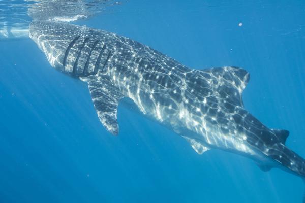 鲸鲨属于鲨鱼还是鲸鱼,本质上是一种鲨鱼