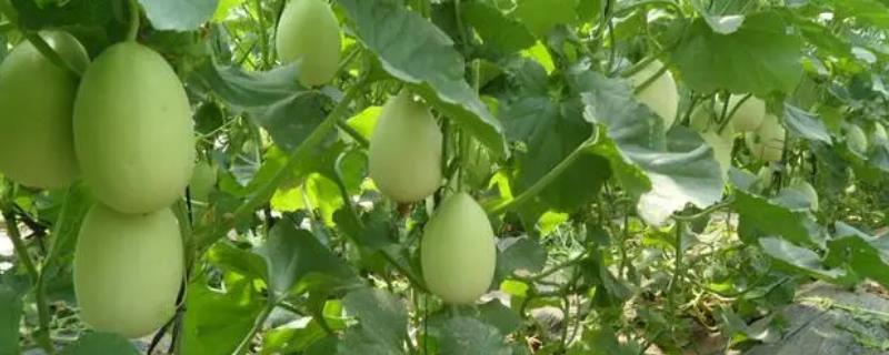 甜瓜二茬瓜什么时候留合适