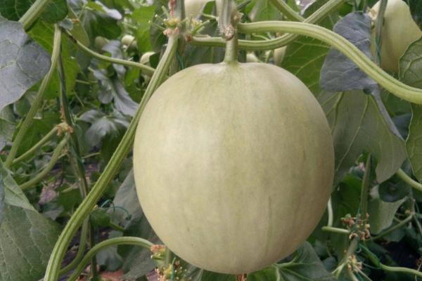 甜瓜二茬瓜什么时候留合适，一般在第一茬瓜开始膨大时进行