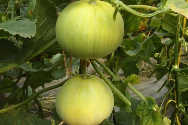 甜瓜二茬瓜什么时候留合适，一般在第一茬瓜开始膨大时进行