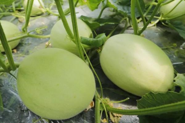 甜瓜二茬瓜什么时候留合适，一般在第一茬瓜开始膨大时进行