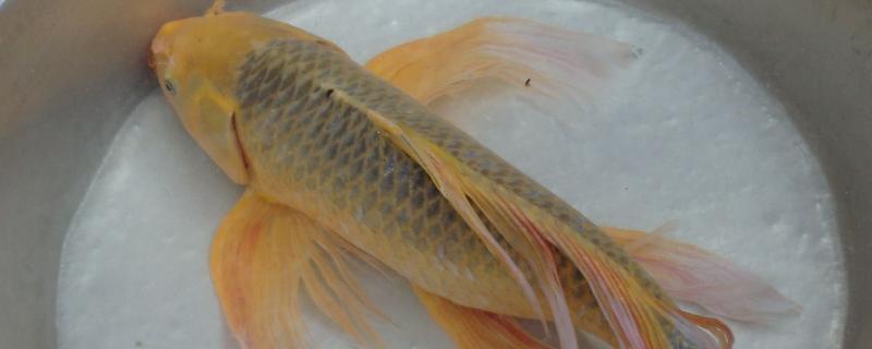 龙凤锦鲤能长多大