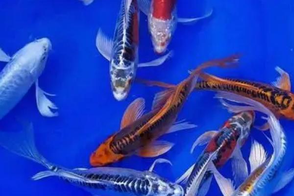 龙凤锦鲤能长多大,成年之后在80-100厘米左右