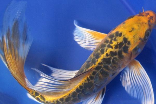 龙凤锦鲤能长多大,成年之后在80-100厘米左右