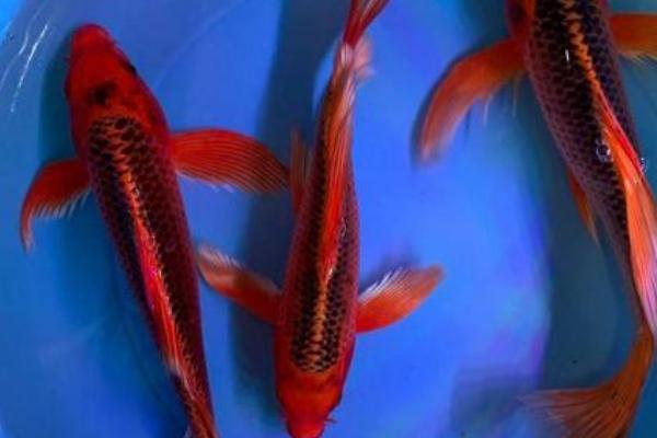 龙凤锦鲤能长多大,成年之后在80-100厘米左右