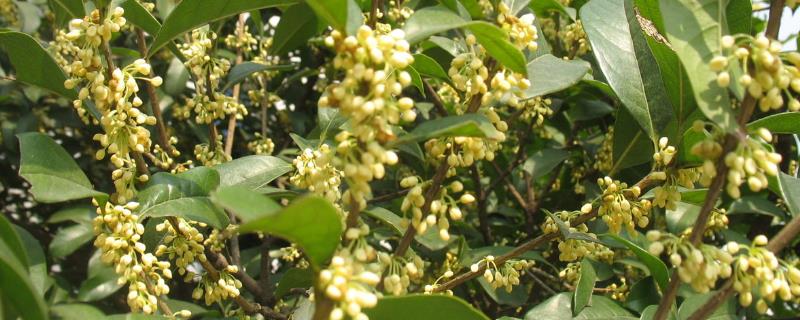 桂花树有什么花语
