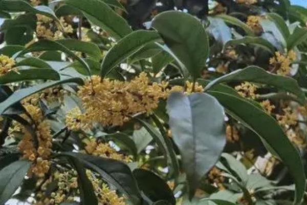 桂花树有什么花语，美好、崇高、吉祥皆是它的花语