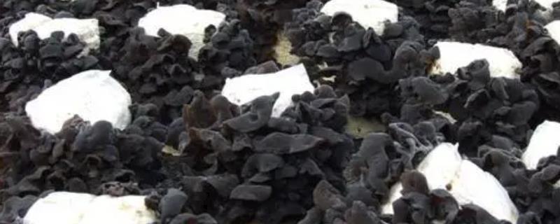 种植黑木耳如何稳增产