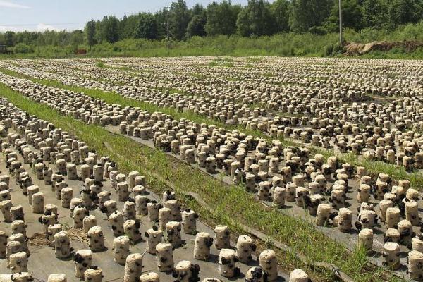 种植黑木耳如何稳增产，可将菌料放在营养液中浸泡1天