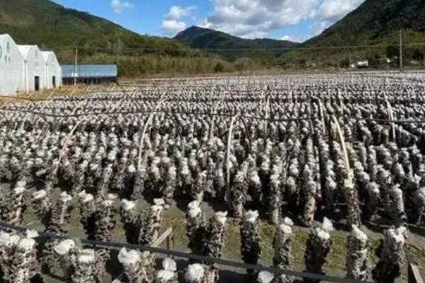 种植黑木耳如何稳增产，可将菌料放在营养液中浸泡1天