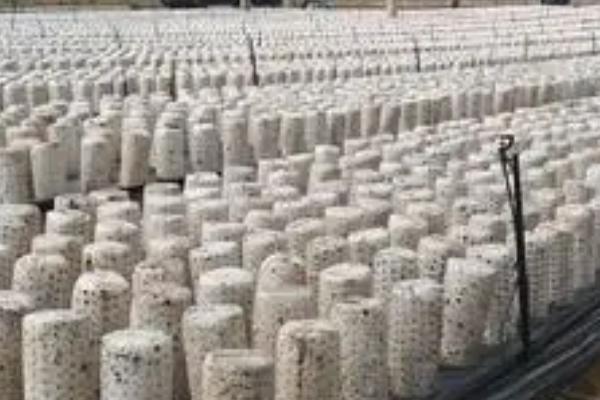 种植黑木耳如何稳增产，可将菌料放在营养液中浸泡1天