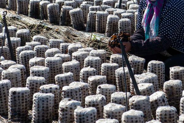 种植黑木耳如何稳增产，可将菌料放在营养液中浸泡1天