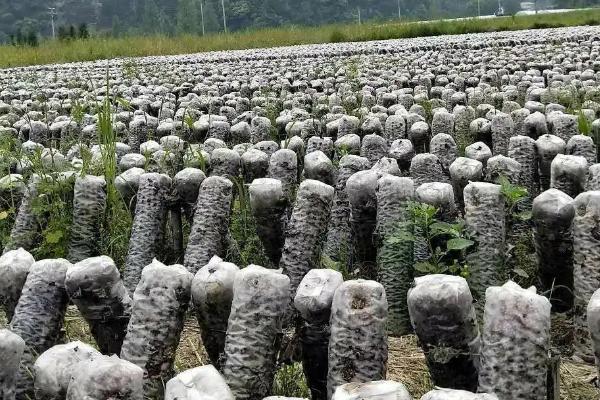 种植黑木耳如何稳增产，可将菌料放在营养液中浸泡1天
