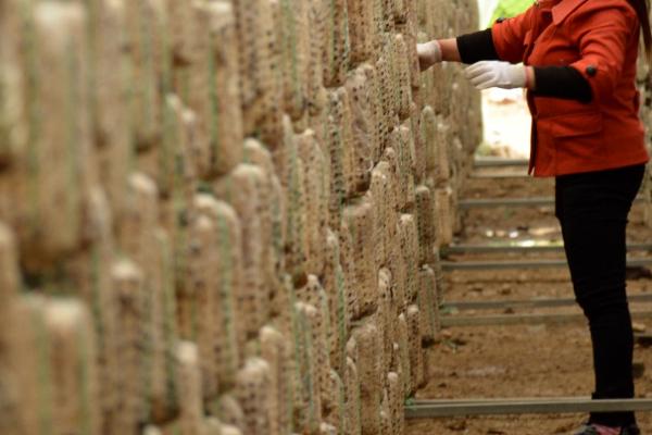 种植黑木耳如何稳增产，可将菌料放在营养液中浸泡1天