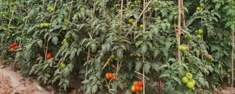 怎么防治番茄病害