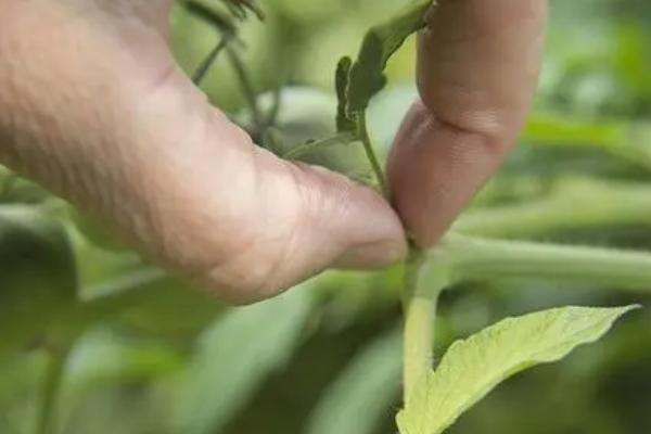 怎么防治番茄病害，可选用抗病品种、并实行水旱轮作