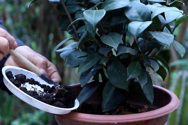 花卉追肥方法，15-30度之间适合追肥