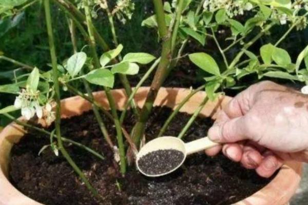 花卉追肥方法，15-30度之间适合追肥