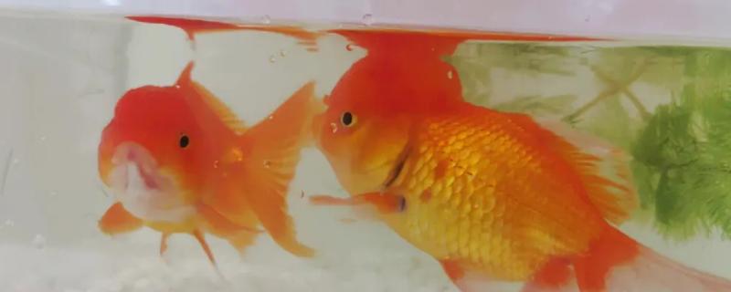 养金鱼有没有必要困水