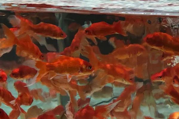 养金鱼有没有必要困水，一般需要困水