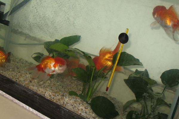 养金鱼有没有必要困水，一般需要困水