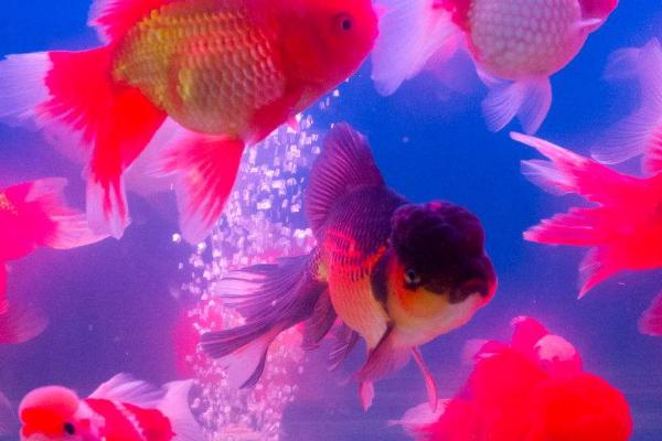 养金鱼有没有必要困水，一般需要困水