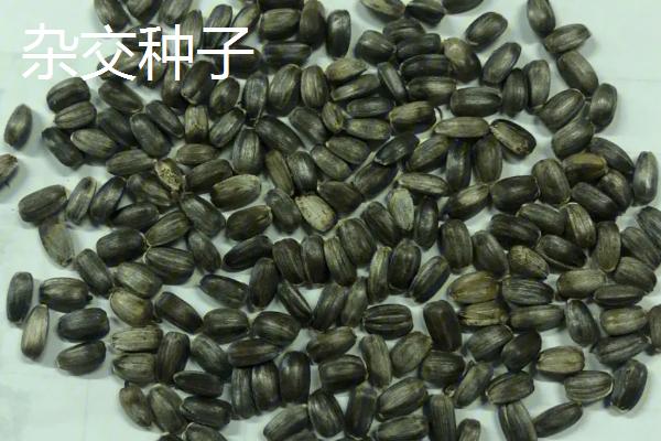 杂交种子和常规种子如何区分，杂交种子称为组合、常规种子称为品种
