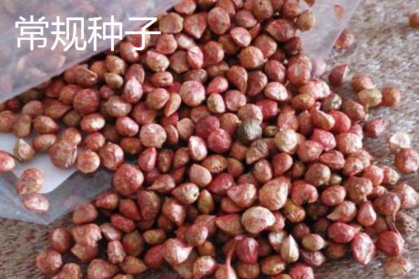 杂交种子和常规种子如何区分，杂交种子称为组合、常规种子称为品种