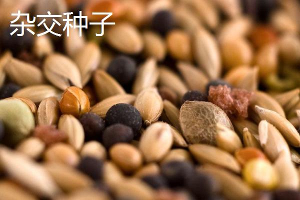 杂交种子和常规种子如何区分，杂交种子称为组合、常规种子称为品种
