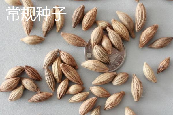 杂交种子和常规种子如何区分，杂交种子称为组合、常规种子称为品种