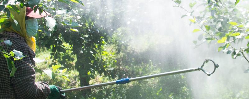 如何将尿素作为叶面肥使用