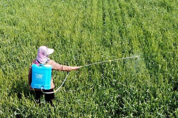 如何将尿素作为叶面肥使用，兑水后可喷施作物叶片的正反面