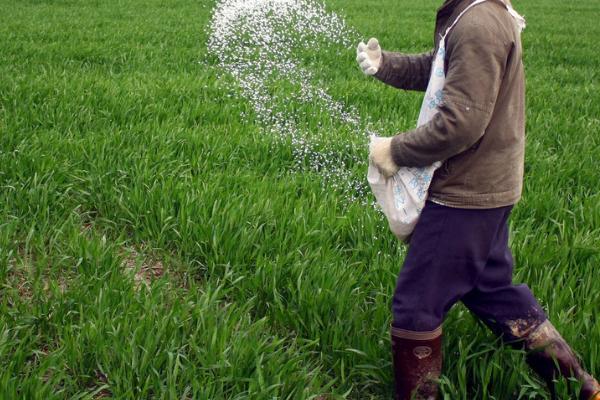 如何将尿素作为叶面肥使用，兑水后可喷施作物叶片的正反面