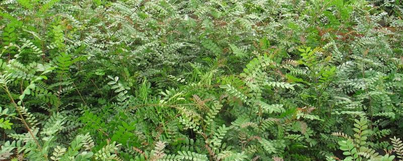 清香木的气味有没有毒