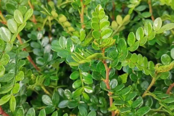 清香木的气味有没有毒,属于无毒植物、可在室内栽培