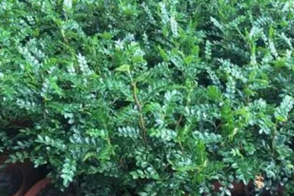 清香木的气味有没有毒,属于无毒植物、可在室内栽培