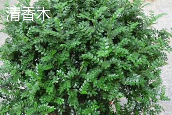 清香木的气味有没有毒,属于无毒植物、可在室内栽培